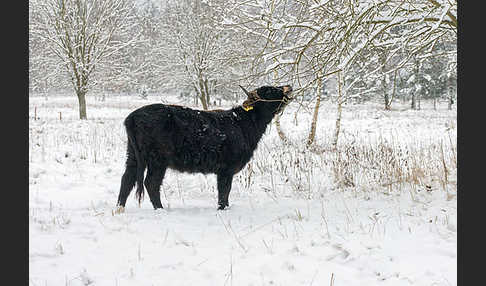 Heckrind (Bos taurus taurus)