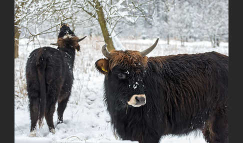 Heckrind (Bos taurus taurus)