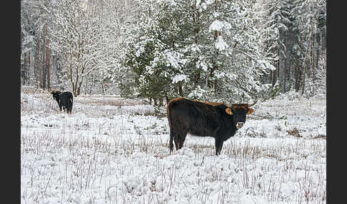 Heckrind (Bos taurus taurus)