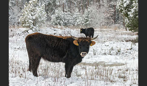 Heckrind (Bos taurus taurus)