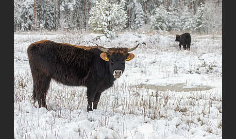 Heckrind (Bos taurus taurus)