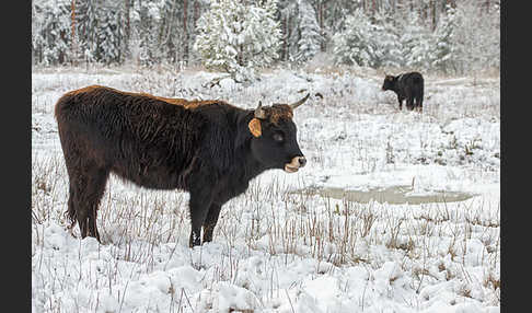 Heckrind (Bos taurus taurus)