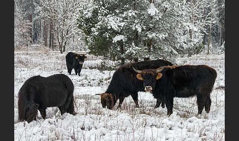 Heckrind (Bos taurus taurus)