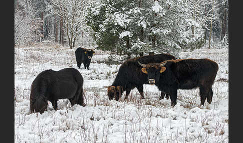 Heckrind (Bos taurus taurus)