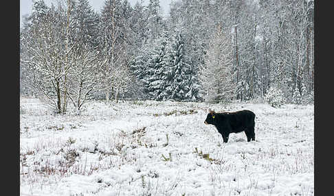 Heckrind (Bos taurus taurus)