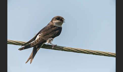 Mehlschwalbe (Delichon urbica)