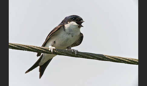 Mehlschwalbe (Delichon urbica)