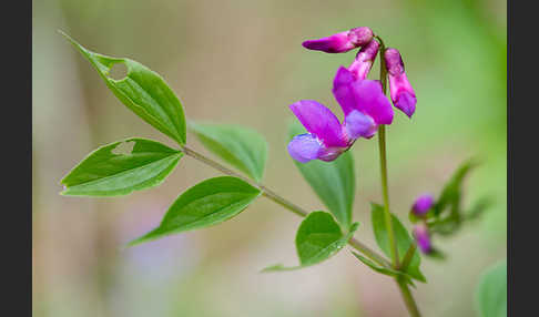 Frühlings-Platterbse (Lathyrus vernus)