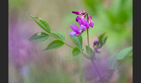 Frühlings-Platterbse (Lathyrus vernus)