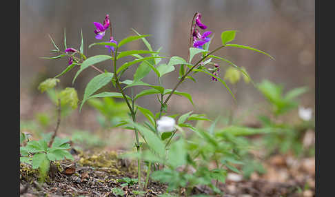 Frühlings-Platterbse (Lathyrus vernus)