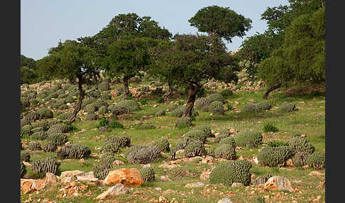 Vierkantige Euphorbie (Euphorbia echinus)