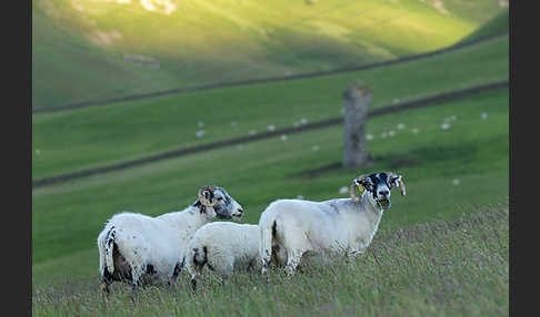 Hausschaf (Ovis gmelini aries)