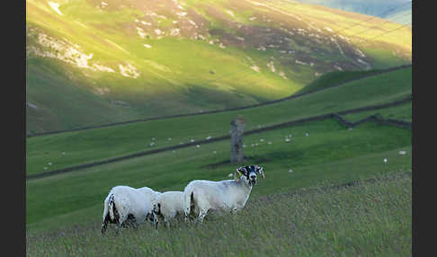 Hausschaf (Ovis gmelini aries)