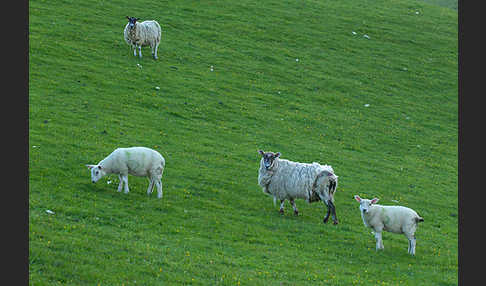 Hausschaf (Ovis gmelini aries)