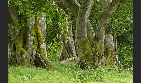 Rot-Buche (Fagus sylvatica)