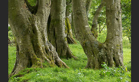 Rot-Buche (Fagus sylvatica)