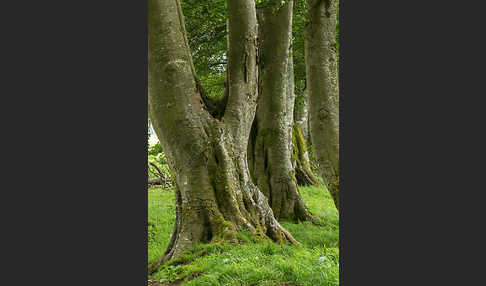 Rot-Buche (Fagus sylvatica)