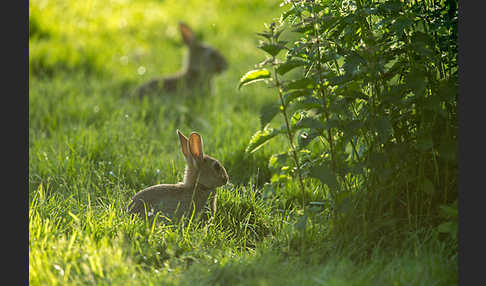 Wildkaninchen (Oryctolagus cuniculus)