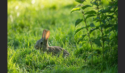 Wildkaninchen (Oryctolagus cuniculus)