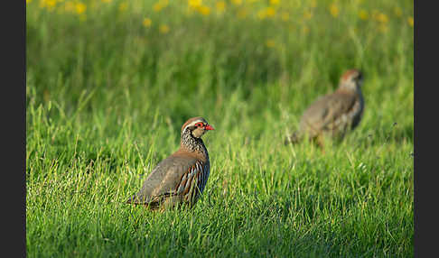 Rothuhn (Alectoris rufa)