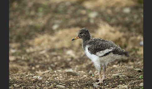 Austernfischer (Haematopus ostralegus)