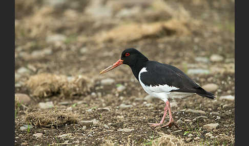 Austernfischer (Haematopus ostralegus)