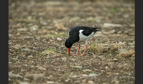 Austernfischer (Haematopus ostralegus)