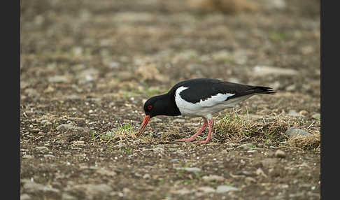 Austernfischer (Haematopus ostralegus)