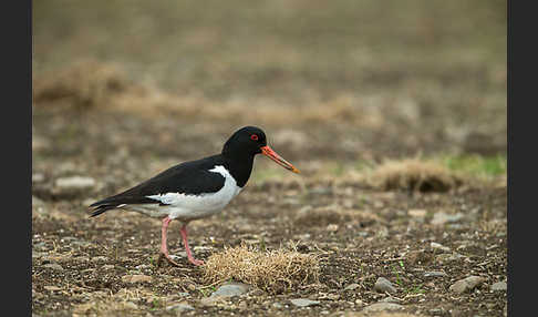 Austernfischer (Haematopus ostralegus)