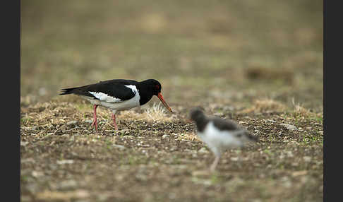 Austernfischer (Haematopus ostralegus)