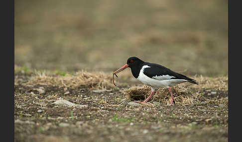 Austernfischer (Haematopus ostralegus)