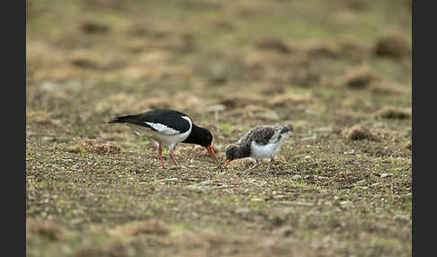 Austernfischer (Haematopus ostralegus)