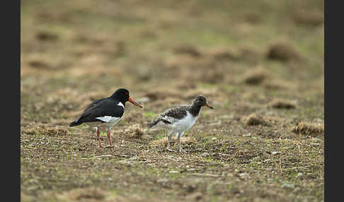 Austernfischer (Haematopus ostralegus)