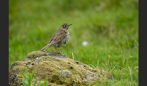 Misteldrossel (Turdus viscivorus)