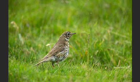 Misteldrossel (Turdus viscivorus)