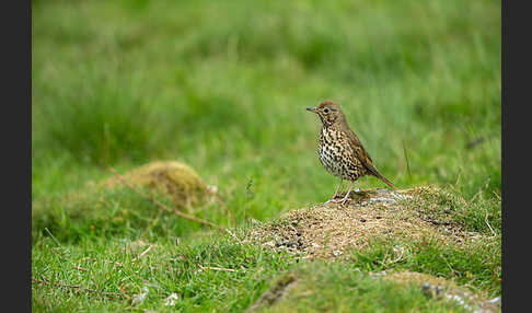 Singdrossel (Turdus philomelos)