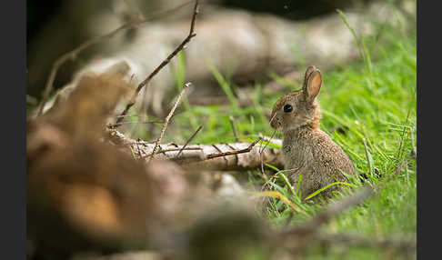 Wildkaninchen (Oryctolagus cuniculus)