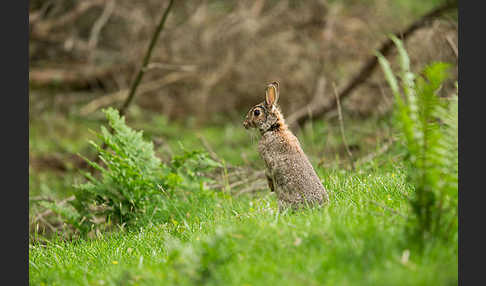 Wildkaninchen (Oryctolagus cuniculus)