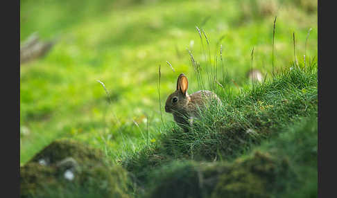 Wildkaninchen (Oryctolagus cuniculus)