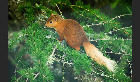 Eichhörnchen (Sciurus vulgaris)