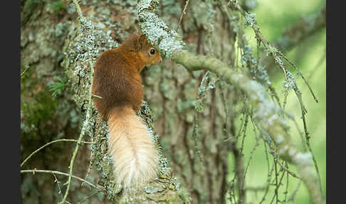 Eichhörnchen (Sciurus vulgaris)