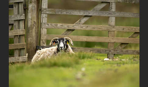 Hausschaf (Ovis gmelini aries)