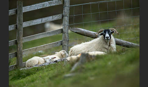 Hausschaf (Ovis gmelini aries)