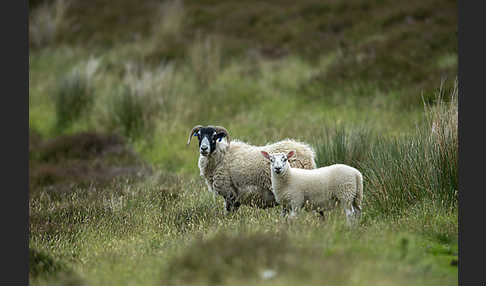 Hausschaf (Ovis gmelini aries)