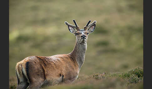 Rotwild (Cervus elaphus)