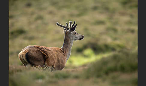 Rotwild (Cervus elaphus)