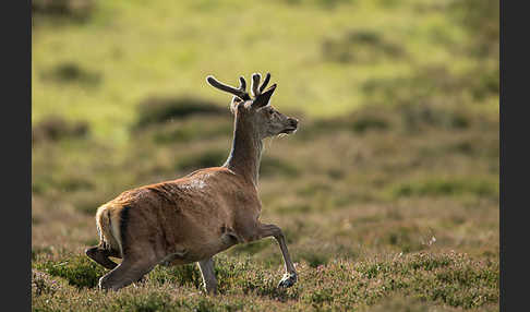 Rotwild (Cervus elaphus)