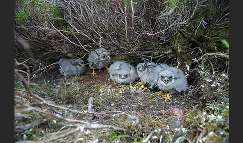 Merlin (Falco columbarius)