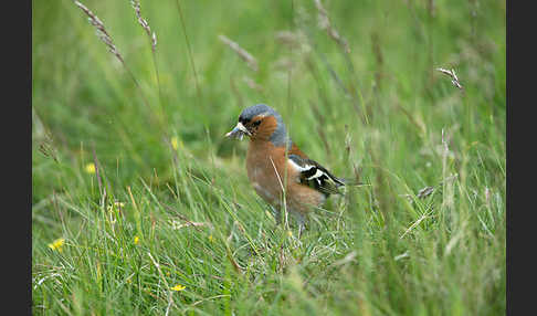 Buchfink (Fringilla coelebs)