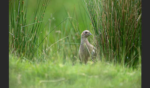 Fasan (Phasianus colchicus)